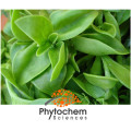 Improve Immunity Food Herbal 10%-98% Andrographolide Andrographis Paniculata Extract//